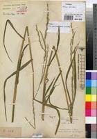 Image result for Acroceras amplectens