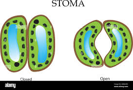 Image result for Stomatostemma