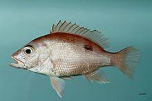 Is red snapper a bottom feeder? Northern Red Snapper Wikipedia