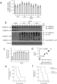 Malignant peritoneal mesothelioma is a rare tumor with a poor prognosis and has no rec. Loss Of C Ebp B Lip Drives Cisplatin Resistance In Malignant Pleural Mesothelioma Lung Cancer