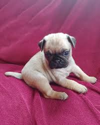 Fully registered pug puppies for rehoming. Stunning Pug Puppy For Sale Junk Mail