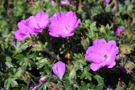 Image result for Geranium sanguineum Max Frei