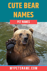 Cute Bear Names Bear Names Cute Pet Names Bear