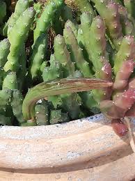 Image result for Orbea variegata