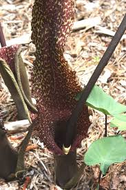 Image result for Sauromatum venosum