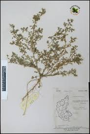 Image result for Polycarpon prostratum