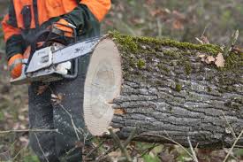 Wenn sie einen sehr großen baum entfernen oder sich mit einer kettensäge unwohl fühlen, können sie jemanden beauftragen, ihren baum zu fällen. Baum Fallen Sicherheit Ausrustung Recht Selbermachen De