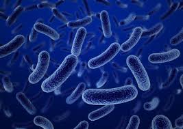 Image result for Shigella