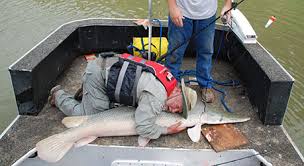He taught me how to tie and bait a want to know why they call them alligator gars and why i'm lucky that all i lost was a piece of. Alligator Gar Not A Threat To Humans