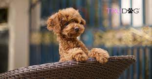 Annual cost of owning a standard poodle puppy. Caring For Poodle Puppies Trudog