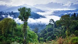 The amazon jungle is home to poisonous tropical wildlife such as these caterpillars, scorpions and more. Trees In The Amazon Make Their Own Rain Science Aaas