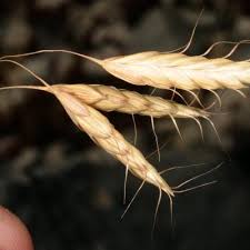 Image result for Pseudobromus