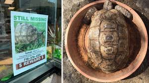 In store, they often have up to 50 energetic puppies as well as kittens, ferrets, hermit crabs, and reptiles. Pet Tortoise Named Doris Escapes From Bay Ridge Backyard Search Underway Abc7 New York