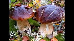 песня а я еду а я еду за туманом A Ya Edu Za Tumanom Yurij Kukin Youtube