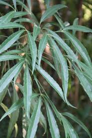 Image result for Astropanax goetzenii