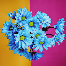 Yellow flowers stand for platonic love, truth, respect, and compassion. Valentine Archives My Life In Blossom