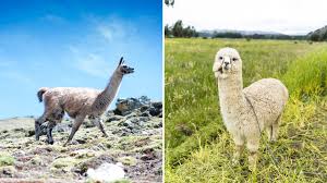 Guanacos and vicuñas are also. Alpacas Vs Llamas What S The Difference Heifer International