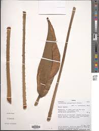 Image result for Lasimorpha