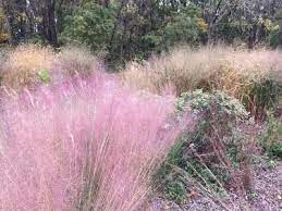 It stretches from central alberta to central texas, passing through southeast wyoming and eastern colorado. Ornamental And Native Grasses For The Landscape University Of Maryland Extension