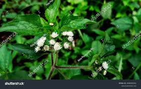 Image result for Ageratum conyzoides