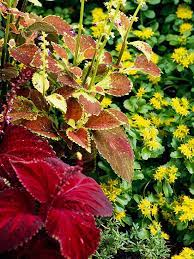 Just £7.99 out of stock. 13 Great Red And Yellow Garden Combos Better Homes Gardens