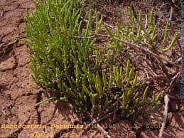 Image result for Sarcocornia natalensis