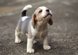 Beagle girls are excellent with children, so they can be perfect babysitters for your kids. Beagle Names The A To Z Of 90 Names For Your Hound Dog My Pet S Name