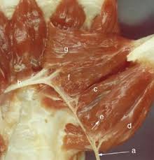 The word anastomosis refers to a connection between two tubes. Riche Cannieu Anastomosis Structure Function And Clinical Significance
