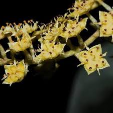 Image result for Combretum celastroides