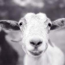 Mitten The Goat Animal Photography Print Goat Art Animal Photography