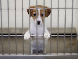 If you happen to live in the remarkably beautiful state of arkansas, chances are pretty good that you own at least one dog as a family pet. The Devastating Reality Of Puppy Smuggling In The Uk The Independent The Independent