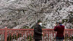 More images for cherry blossom pictures » Japan Earliest Cherry Blossom Season Peak On Record News Dw 30 03 2021