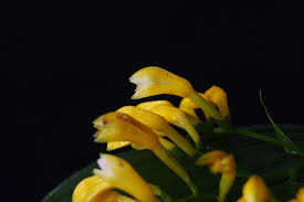 Image result for Corymborkis corymbis