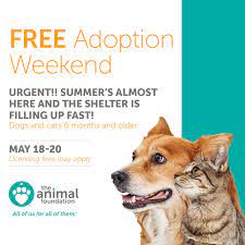 Adoption fees are as follows: Animal Foundation On Twitter Special Free Adoption Weekend Animalfndlv Is Offering This Promotion To Help Cats And Dogs Six Months Find Their Forever Homes Visit Us At 655 North Mojave Road A