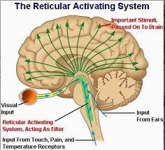 101 Proofs For God 83 Ras Reticular Activating System