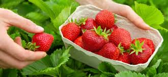 Durfen Meerschweinchen Erdbeeren Essen