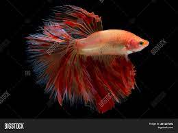 It thrives in the steady waters mainly comprising the origin of betta fish traces to thailand where they were first discovered. Light Red Orange Betta Image Photo Free Trial Bigstock