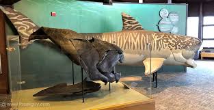 In contrast, modern african elephants are between 8.2 and 13 feet tall. Dunkleosteus Your Guide To The Giant Armored Placoderm Fossilguy Com