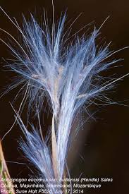 Image result for Andropogon eucomus