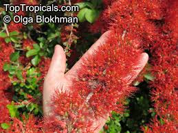 Image result for Combretum microphyllum