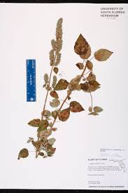 Image result for Mesosphaerum pectinatum