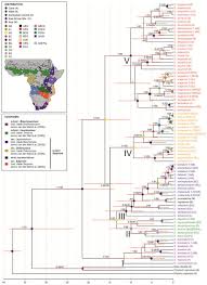 Image result for Satyrium kitimboense
