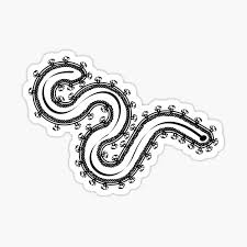 Image result for Filoviridae