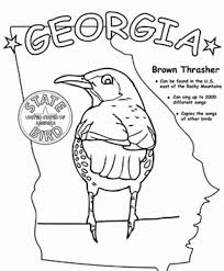 Georgia State Bird Coloring Page Bird Coloring Pages Coloring Pages State Birds