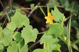 Image result for Schistostephium crataegifolium