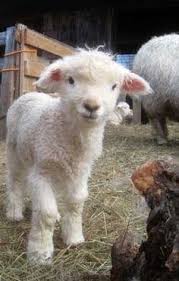 Lambs are called sheep when they are over one year of age. Pin By Danielle On Cute Stuff Cute Animals Cute Sheep Animals