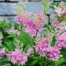 Image result for Landolphia cuneifolia