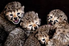 Baby cheetahs are called cubs and are usually born in litters of three to five. Newborn Cheetah Cubs Aww