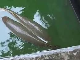Arapaima merupakan ikan air tawar terbesar di dunia yang hidup di perairan sungai amazon. Ikan Air Tawar Terganas Di Dunia Ditemukan Di Indosesia Peredator Air Tawar Youtube