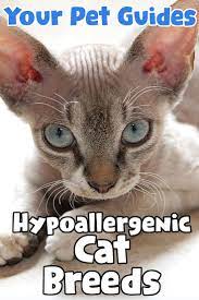 It Wouldn T Be Surprising To Learn That You Re Not Alone Since People Are Twice As Likely To Be Aller Cat Breeds Hypoallergenic Cat Breeds Hypoallergenic Cats